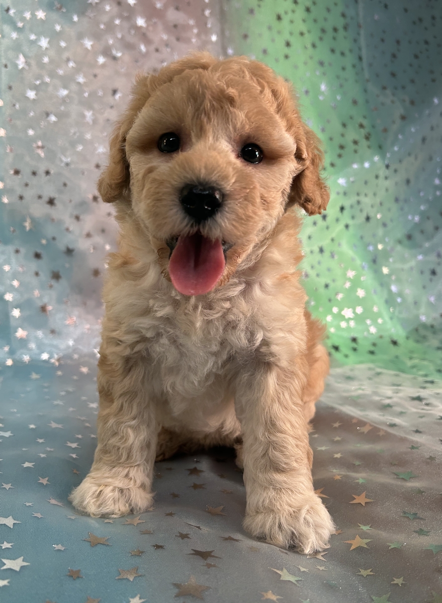 Female Apricot to Cream Miniature Schnoodle Puppy for Sale DOB 6-14-2024 $750